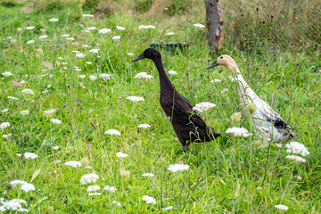 2 canards à long cou dans un prés à la campagne