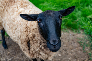Tête d'un d'une brebis dans un champ à la campagne