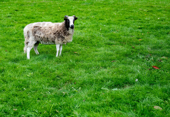 Fototapeta premium Brebis dans un camp à la campagne