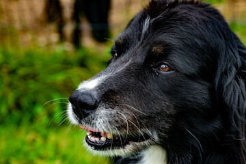 Tête d'un chien de couleur noire