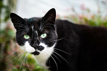 Beau chat noir aux yeux verts