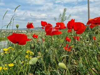 poppies in the spring in a field among the greenery
