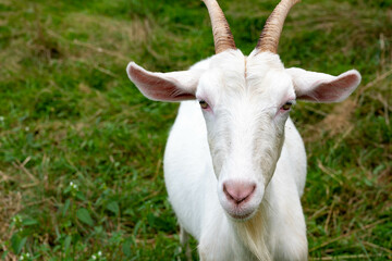 Tête d'une chèvre de couleur blanche dans un prés