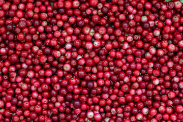 red berries cranberries, berry background