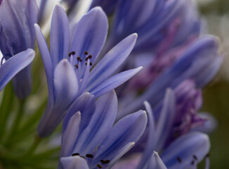 African lily or Agapanthus praecox, blue flower.