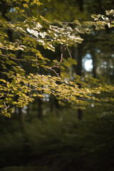 Obraz na płótnie Canvas autumn in the forest