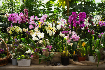 Fototapeta na wymiar Different types of lilac, white and yellow orchids in flower pots in a greenhouse. The concept of growing exotic plants