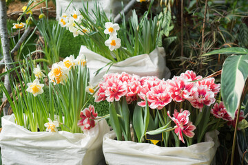 White and pink double tulips and narcissus grow in flower pots in a greenhouse. Floriculture concept