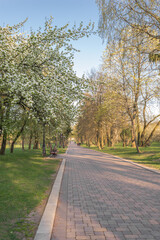 Path in the park on a sunny day