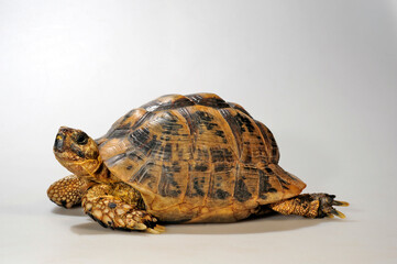 Greek tortoise, spur-thighed tortoise // Maurische Landschildkröte (Testudo graeca)  - obrazy, fototapety, plakaty