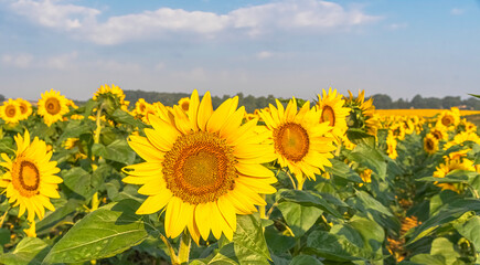 Fototapeta premium Fleurs de tournesols dans un champs avec la lumière du soleil. 