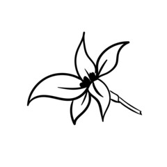 A simple vanilla flower. Decor element. Vector illustration isolated on white background.