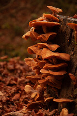 Autumn colors, close up of mushrooms