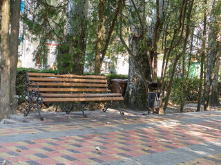 Bench and original landfill in the city park. Landscaping.