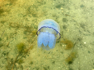 Jellyfish swim in the water among dense algae at shallow depths.