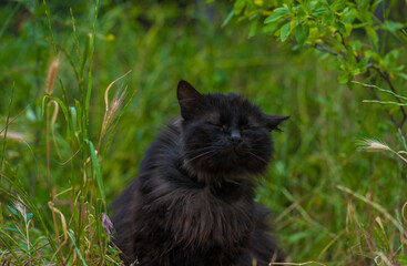 Naklejka na ściany i meble black cat outdoors on green grass in summer