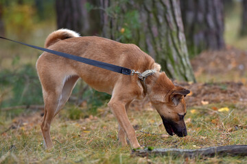 ginger mongrel dog at animal shelter