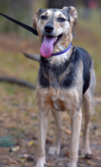 mongrel dog brown and gray sticking out his tongue, pleased