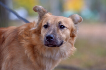 ginger mongrel dog at animal shelter