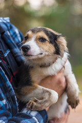 cute little white with red and black dog in arms