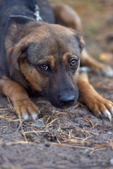 scared little brown mongrel puppy at animal shelter