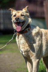 beige mongrel dog on a leash against a background of greenery in summer