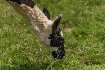 Lama on green grass in hot sunny summer day in Slovakia