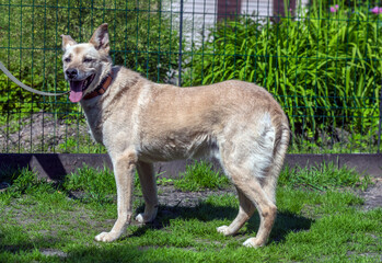 Naklejka na ściany i meble beige mongrel dog on a leash against a background of greenery in summer