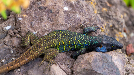 lizard on the stone