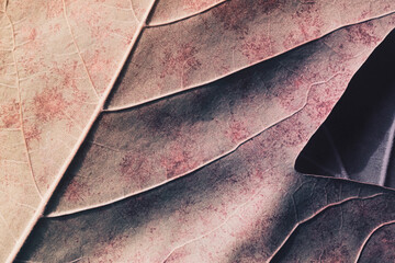 Detail of plane tree leaf, natural background