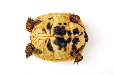 junge Maurische Landschildkröte // juvenile Greek tortoise, spur-thighed tortoise (Testudo graeca)  - obrazy, fototapety, plakaty