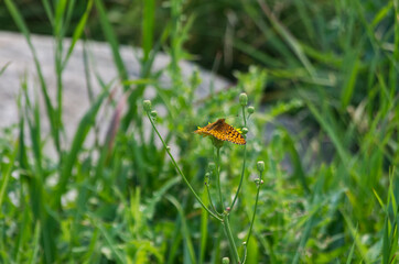 Orange and Black Butterfly on a Flower