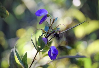 flor lilás no Cerrado