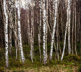 a young birch forest