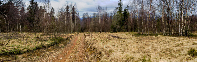 forest road in the Carpathian mountains