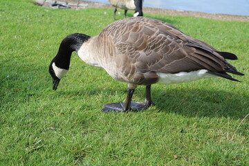 Branta canadensis