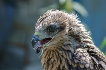 Portrait of a young kite with the remains of youthful down