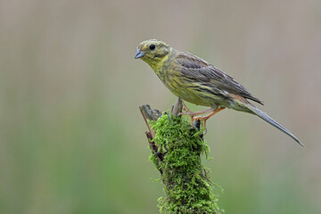 Fototapeta premium Goldammer Emberiza citrinella