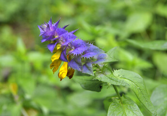 In spring, melampyrum nemorosum blooms in the forest
