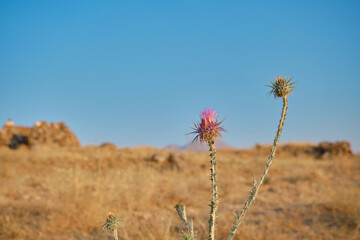 Desert rose thorny plant on yellow wheat and blue sky background in Hasan Mountain (Hasan Dagi) Turkey Aksaray