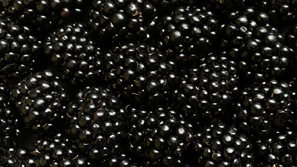 Texture background from a large number of blackberries. Natural berry background