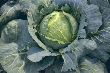 Obraz premium Background with a big fresh cabbage closeup. Cabbage on the bed.