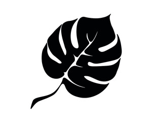 Vector illustration. Black and white drawing of monstera leaf for template, background, textile, wrapping. Use in interior design.