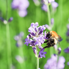 Working bee on lavender flower in summer garden. Gardening and summer vacation concept