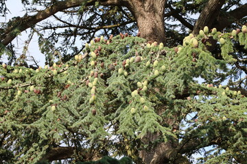Many cones at a cedar tree