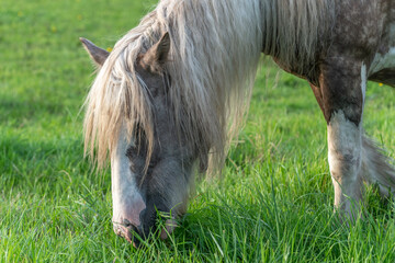 Naklejka na ściany i meble Irish cob horses in a pasture in spring.