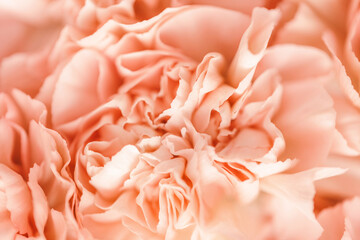 Blurred beige carnation flower. Abstract natural background. Selective focus.