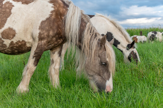 Irish cob horses in a pasture in spring.