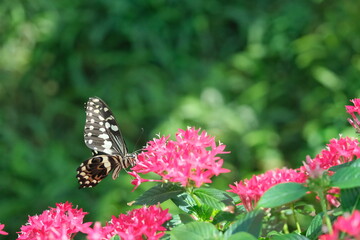 Magnificent and colorful butterfly inside its natural plants and fauna and beautiful red flowers
