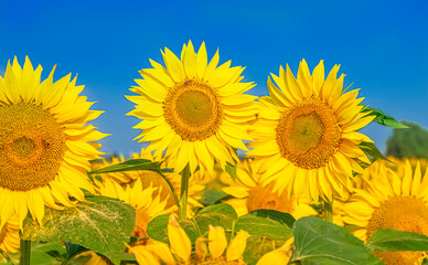 Fleurs de tournesols dans un champs avec la lumière du soleil.	